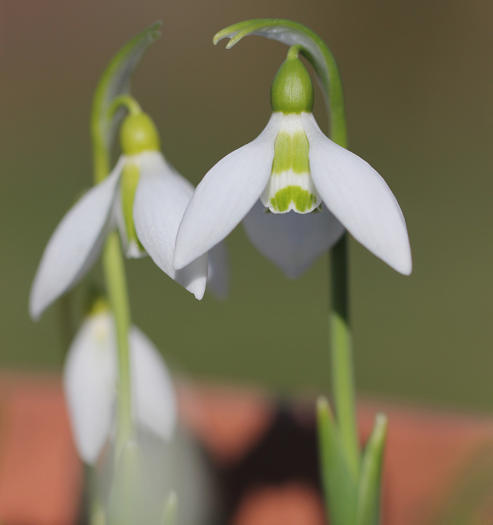 Galanthus elwesii