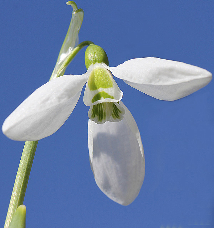 Galanthus elwesii