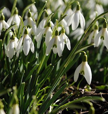Galanthus nivalis