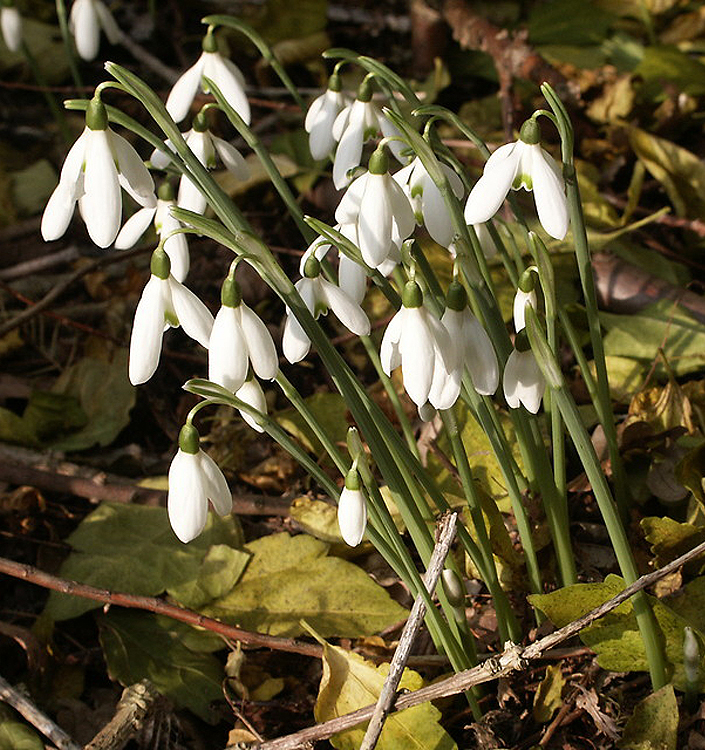 Galanthus nivalis