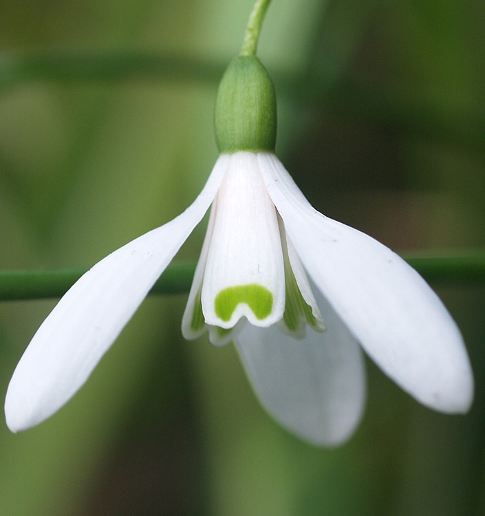Galanthus nivalis