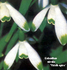 Galanthus nivalis 'Viridi-apice'