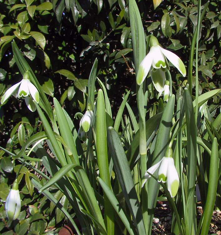 Galanthus nivalis 'Viridi-apice'