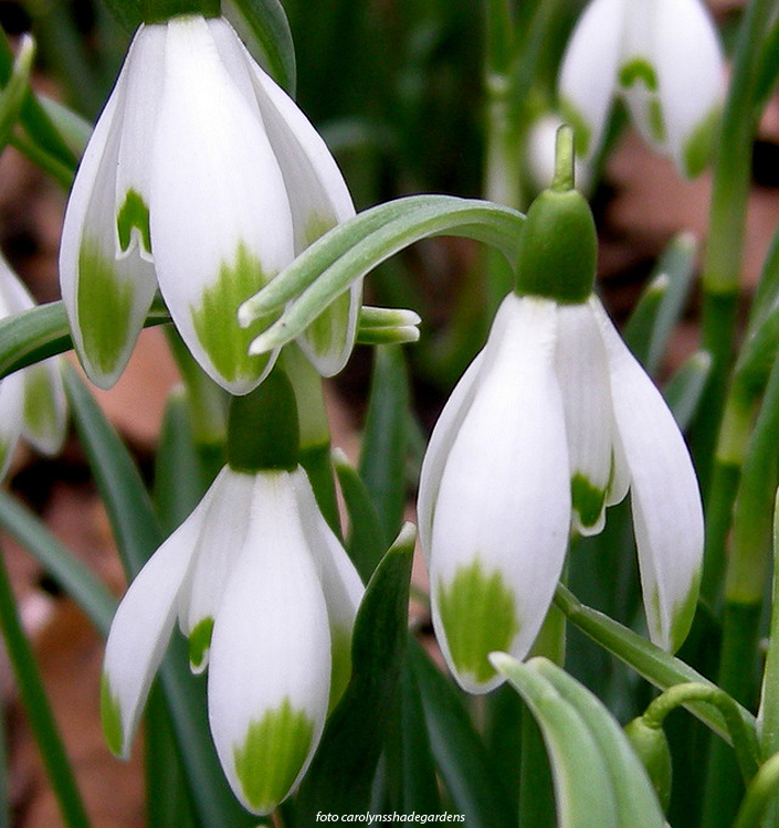 Galanthus nivalis 'Viridi-apice'