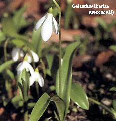 Galanthus woronowii