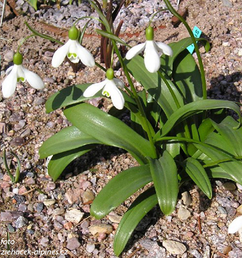 Galanthus woronowii