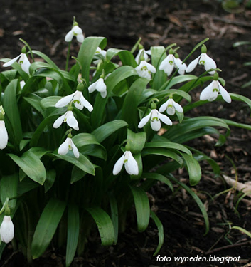 Galanthus woronowii