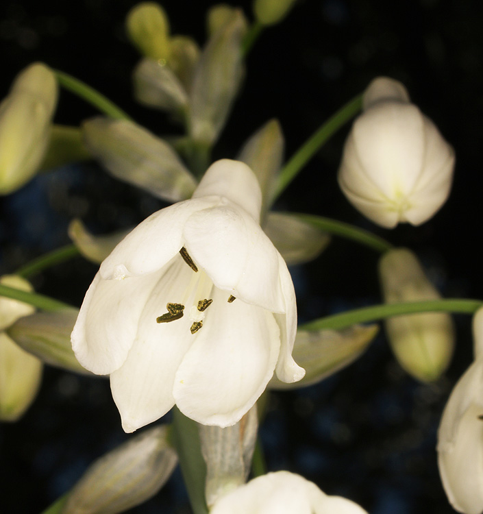 Galtonia candicans