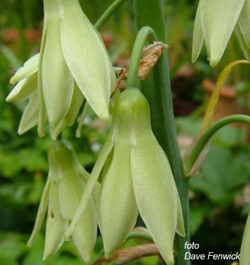 Galtonia viridiflora