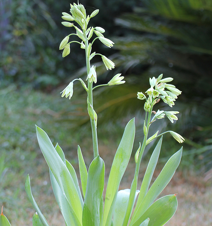 Galtonia viridiflora