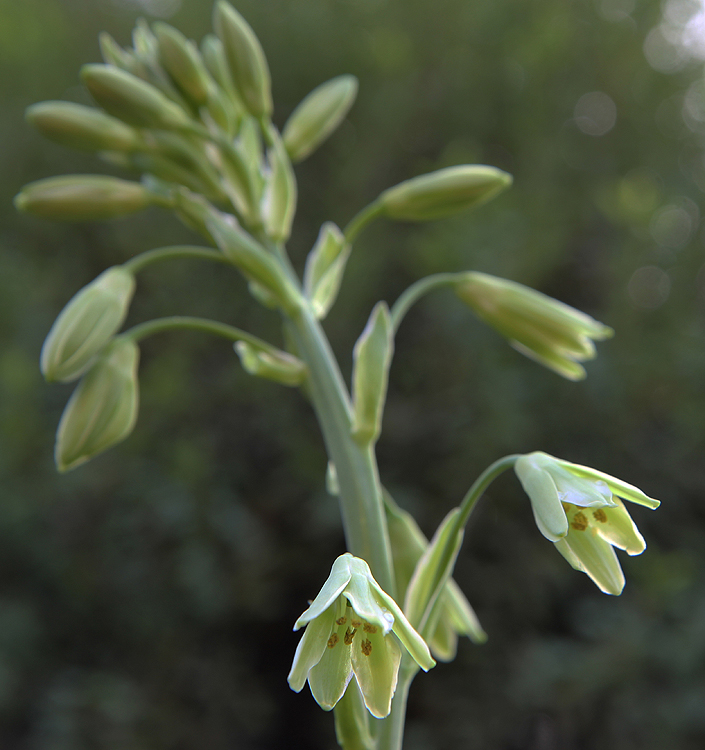 Galtonia viridiflora