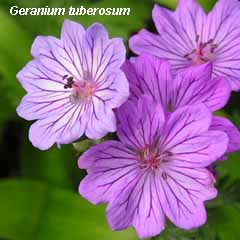Geranium tuberosum