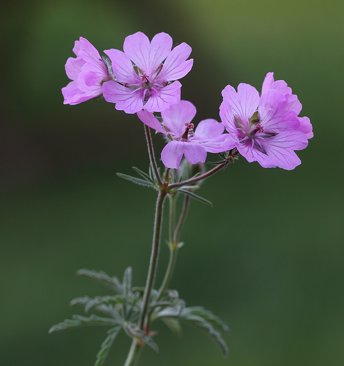 Geranium tuberosum