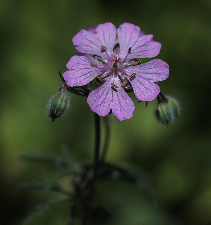 Geranium tuberosum