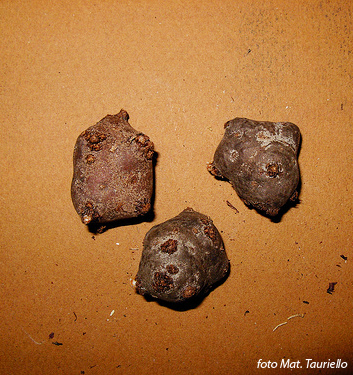 Geranium tuberosum