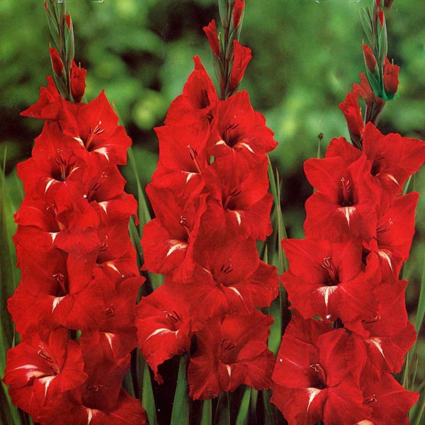 Gladiolus (alti) TRADEHORN