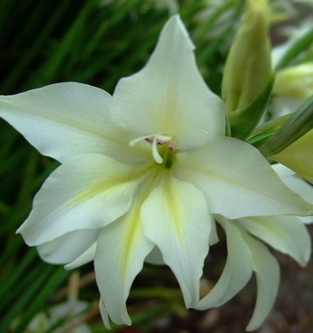 Gladiolus colvillei Albus