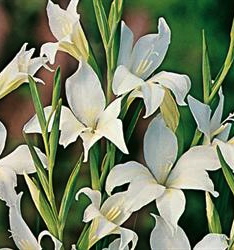 Gladiolus colvillei Albus