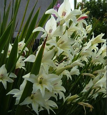 Gladiolus colvillei Albus