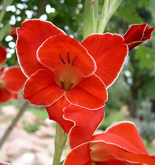 Gladiolus dalenii ATOM