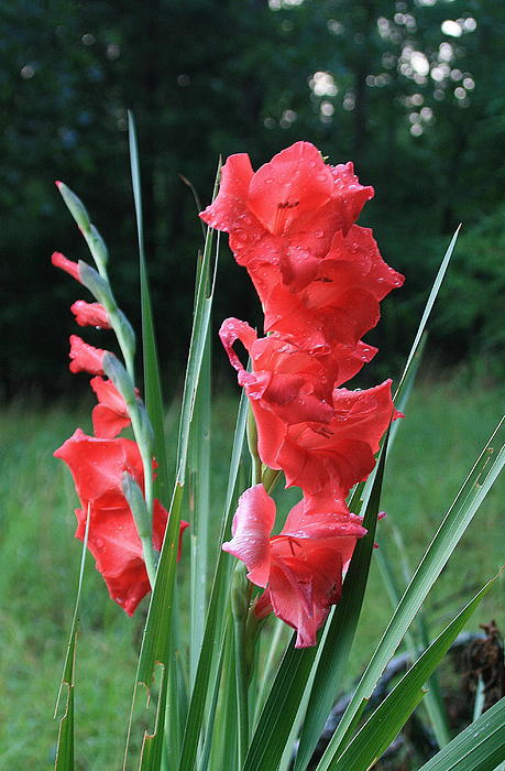 Gladiolus dalenii ATOM