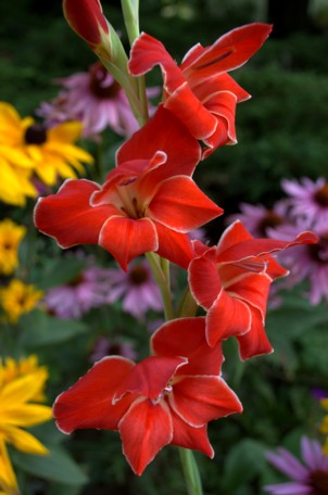 Gladiolus dalenii ATOM