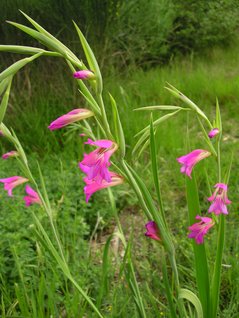 Gladiolus communis byzantinus (A)