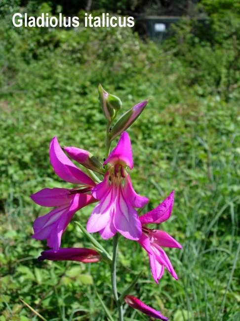 Gladiolus communis byzantinus (A)