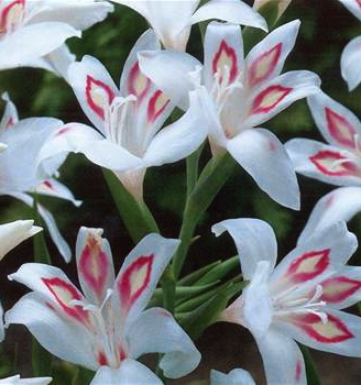 Gladiolus nanus ELVIRA
