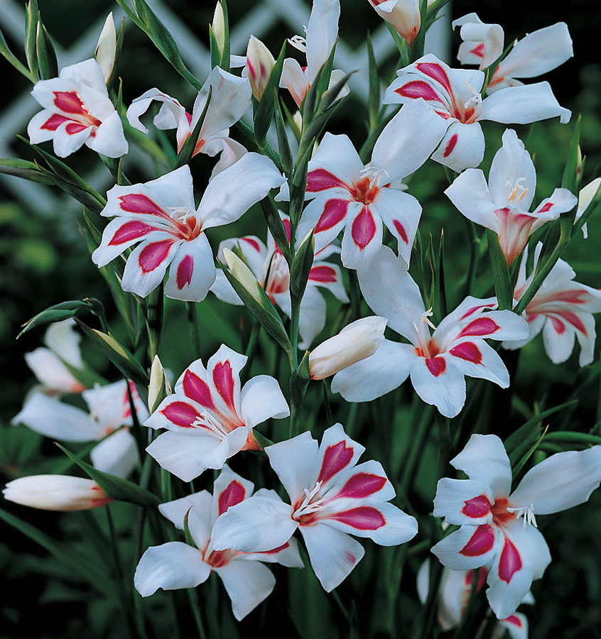 Gladiolus nanus ELVIRA