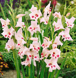 Gladiolus nanus ELVIRA