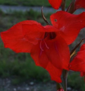 Gladiolus primulinus MIRELLA