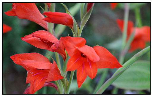 Gladiolus primulinus MIRELLA