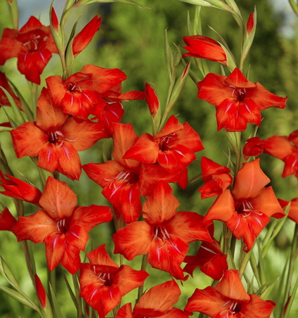 Gladiolus primulinus MIRELLA