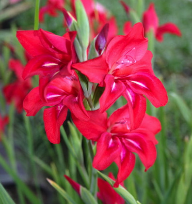 Gladiolus ramosus ROBINETTA