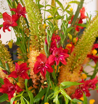 Gladiolus ramosus ROBINETTA
