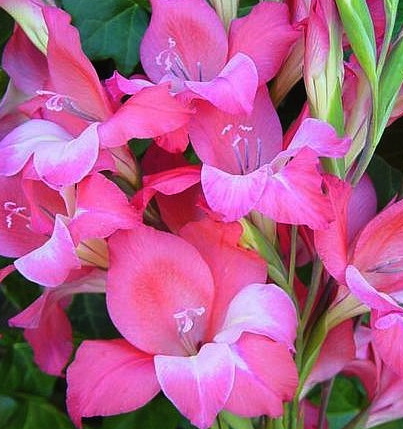 Gladiolus tubergenii CHARM