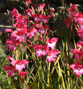 Gladiolus tubergenii CHARM