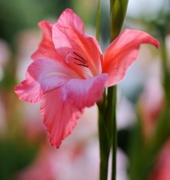 Gladiolus tubergenii CHARMING BEAUTY