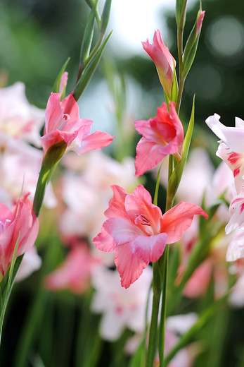 Gladiolus tubergenii CHARMING BEAUTY