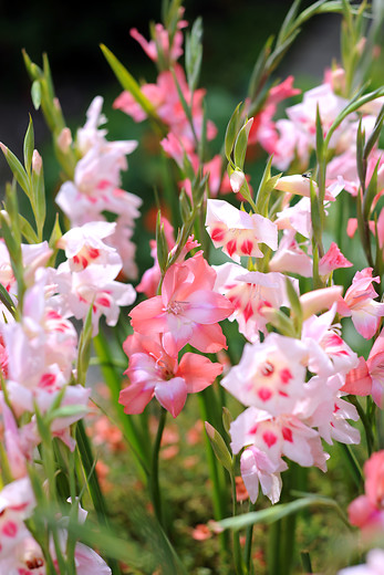 Gladiolus tubergenii CHARMING BEAUTY