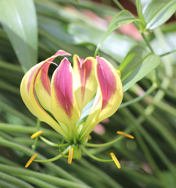 Gloriosa superba