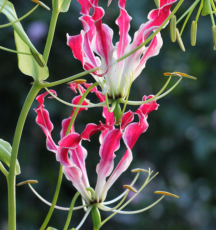 Gloriosa superba
