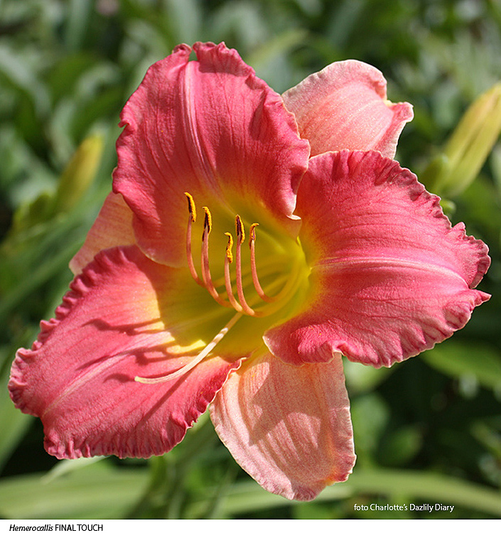 Hemerocallis FINAL TOUCH