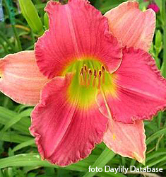 Hemerocallis FINAL TOUCH
