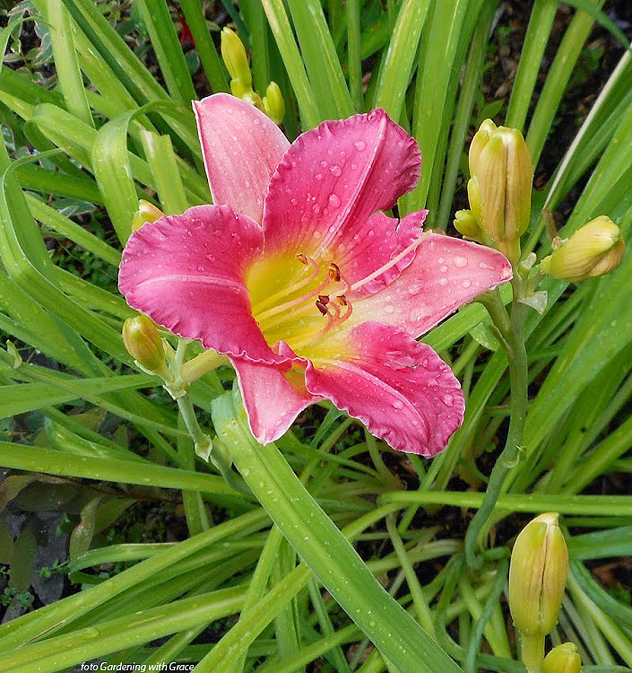 Hemerocallis FINAL TOUCH