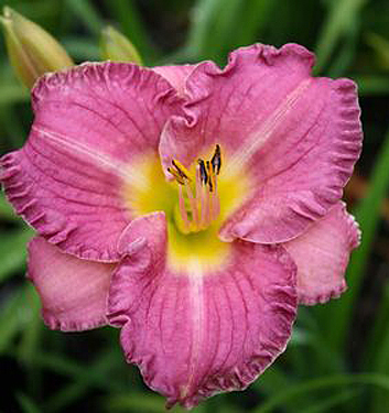 Hemerocallis ENTRAPMENT 500