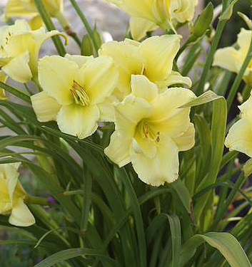 Hemerocallis FRAGRANT RETURNS