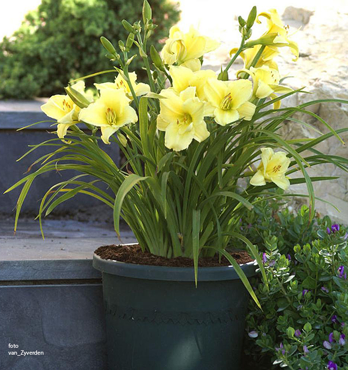 Hemerocallis FRAGRANT RETURNS