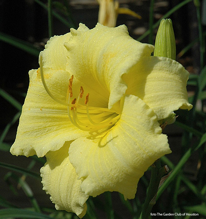 Hemerocallis FRAGRANT RETURNS
